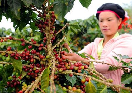 Yunan Coffee Grower