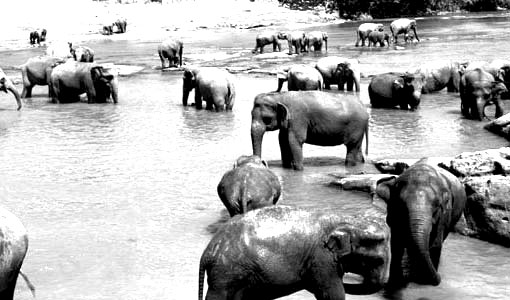 Ceylon-elephnats