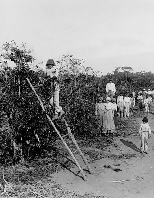 Japanese coffee immigrants